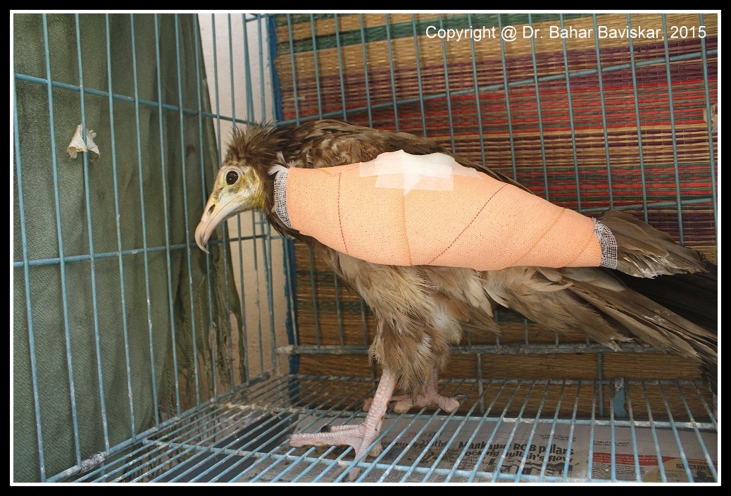 Egyptian vulture after treatment