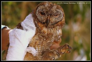 Wildlife researcher at Wild-CER finds tick infestation in Mottled wood owl