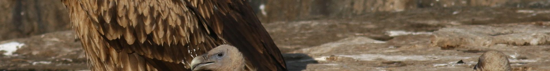 Seminar on vulture conservation to be organized on 4th September 22
